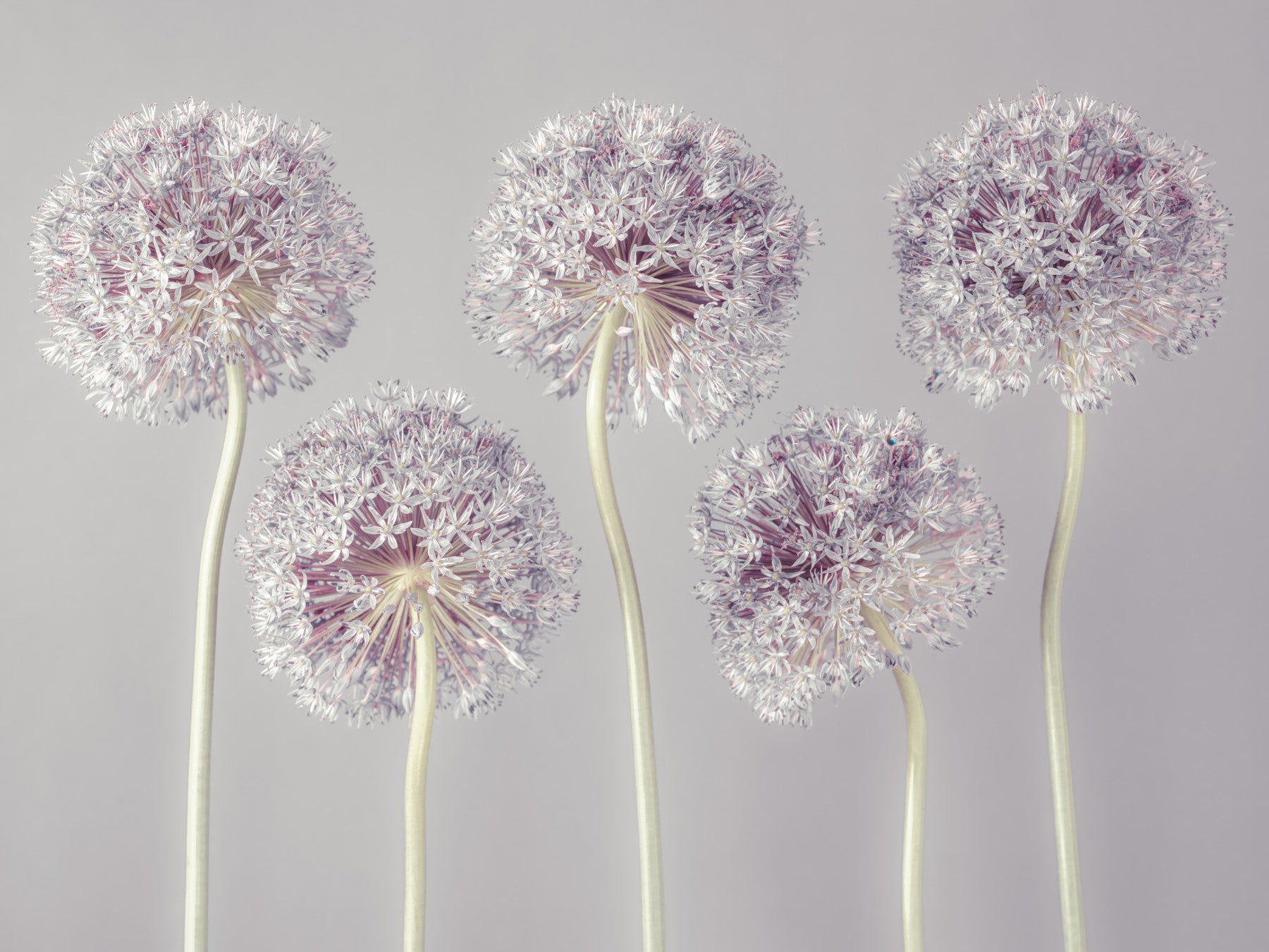 Allium Dreams Wall Mural