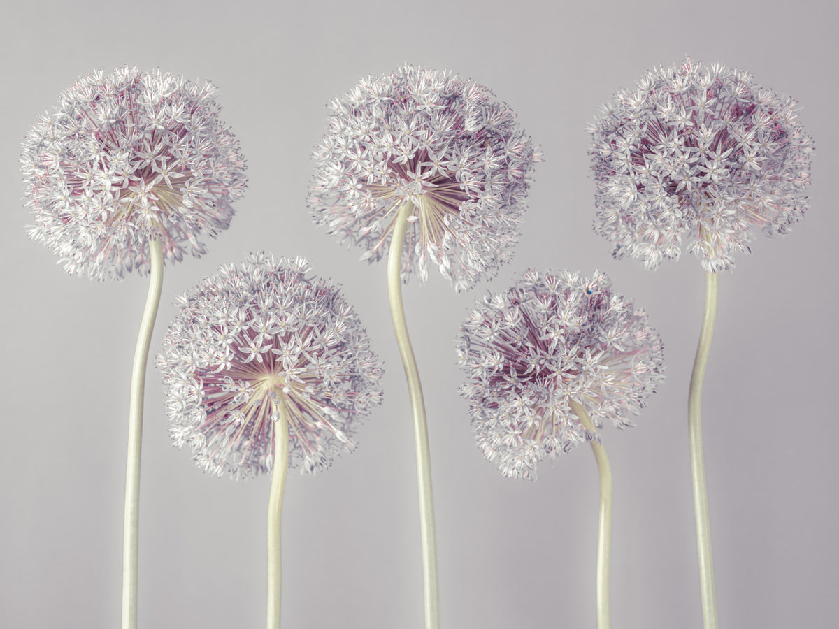 Allium Dreams Wall Mural in your room — zoomed