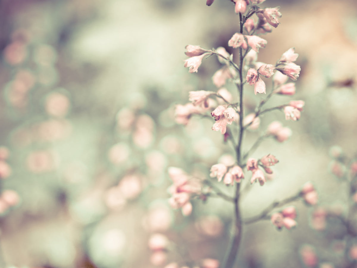 Flowering Heuchera Wall Mural in your room — zoomed