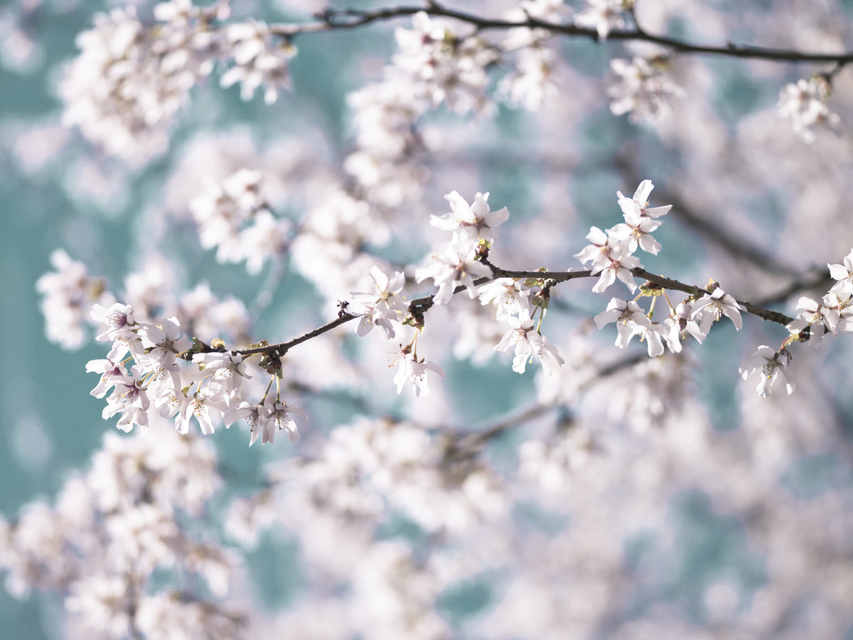 Cherry Bloom Serenity Wall Mural in your room — zoomed