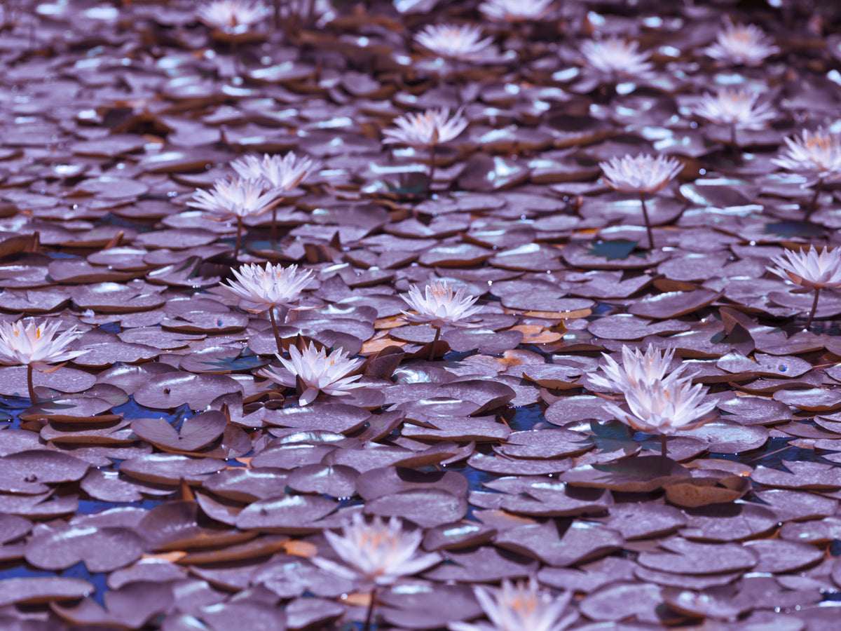Lilac Lotus Pond Wall Mural in your room — zoomed