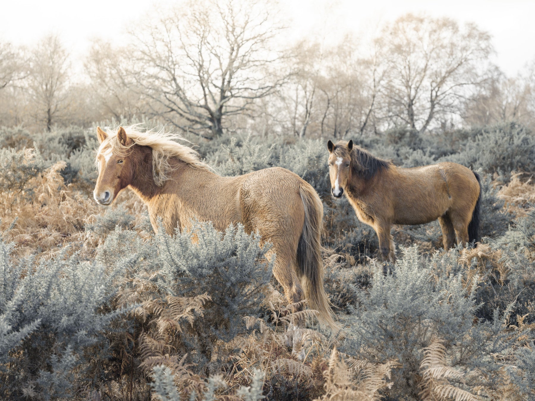 Graceful Grazers Wall Mural