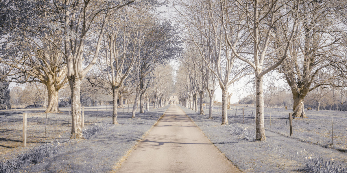 Nature's Corridor Wall Mural