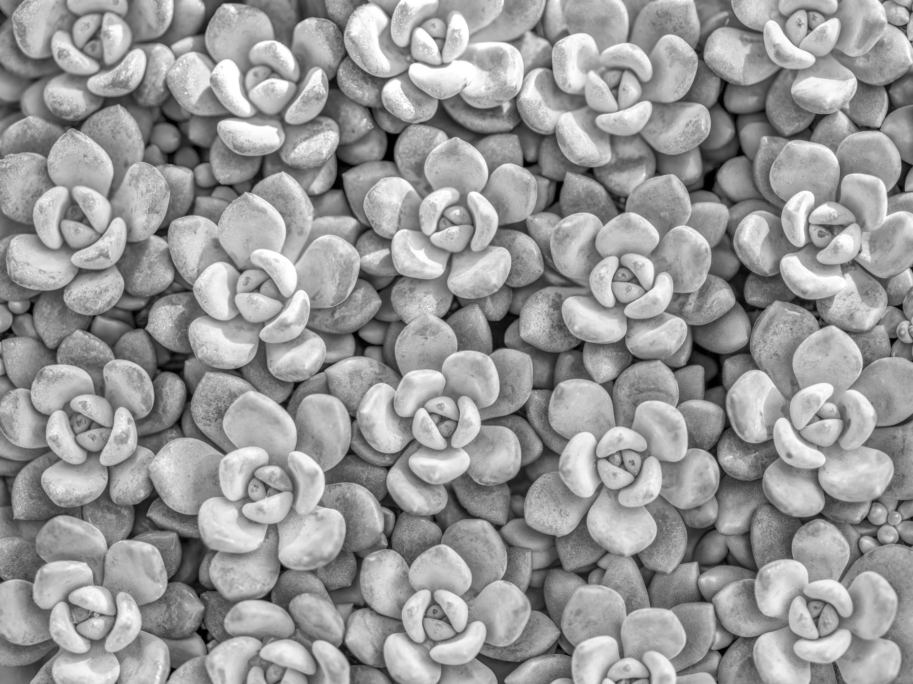 Grayscale Succulent Array Wall Mural