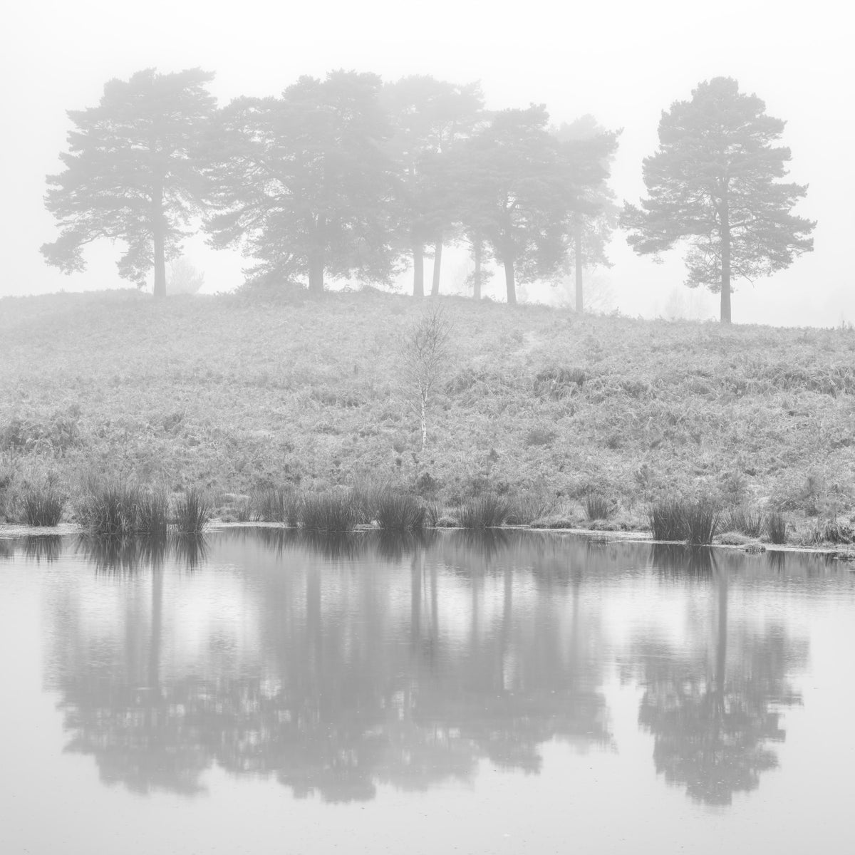 Mystical Reflections Wall Mural