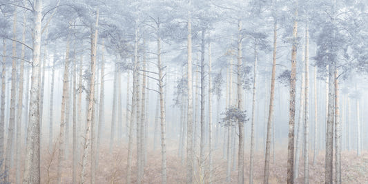 Pine Forest Serenity Wall Mural