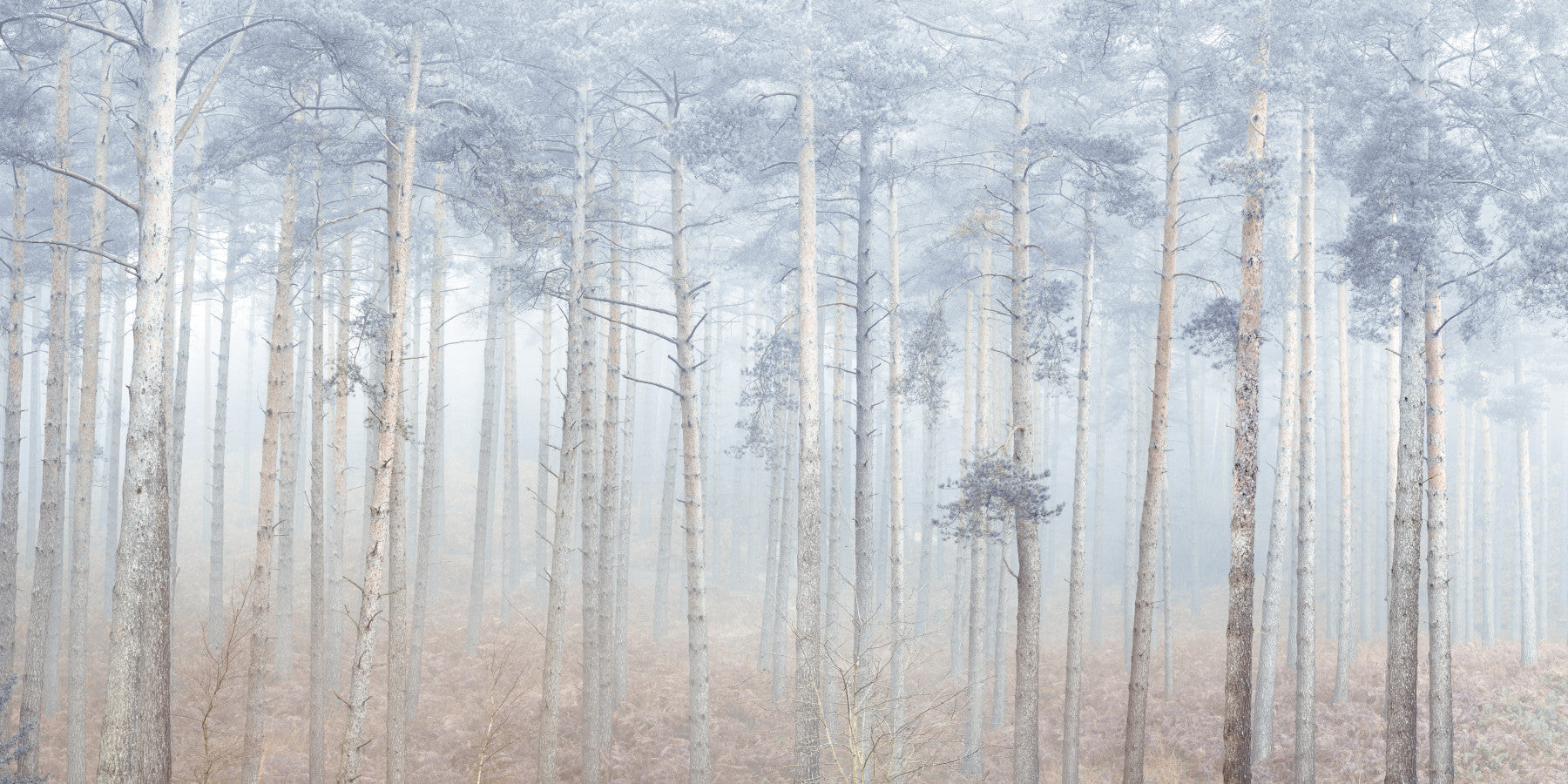 Pine Forest Serenity Wall Mural