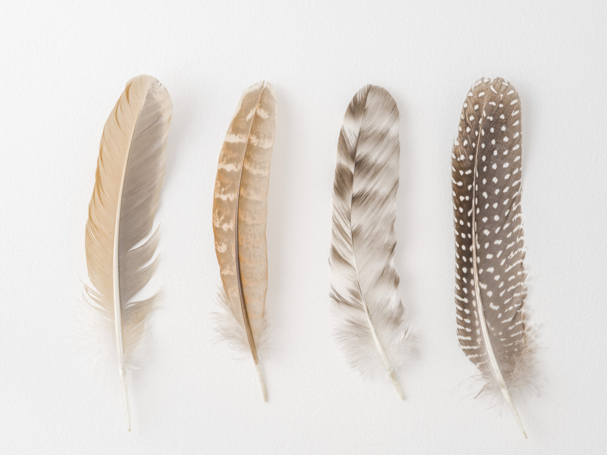Soft Feather Array Wall Mural