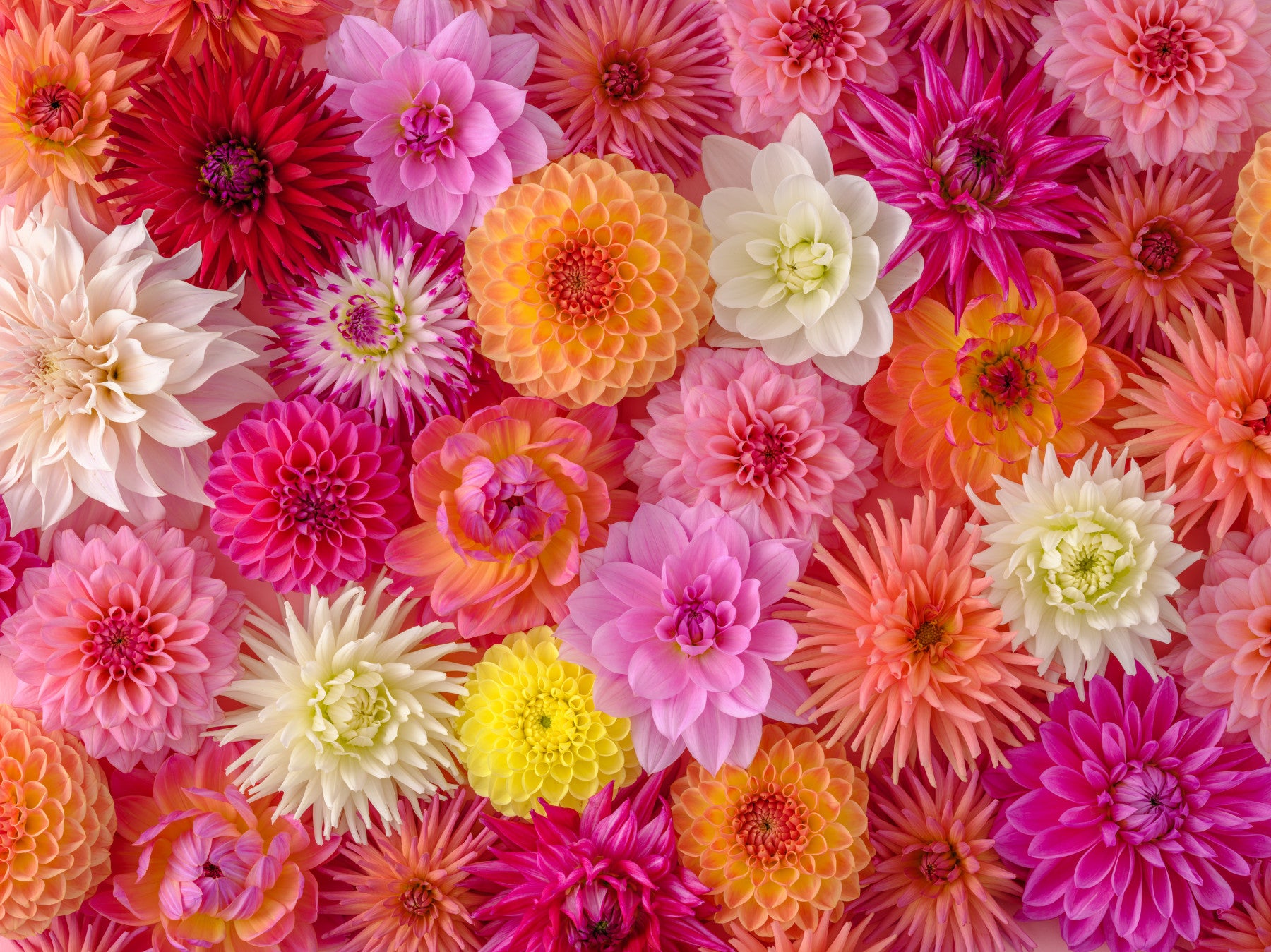 Blossom Medley Wall Mural
