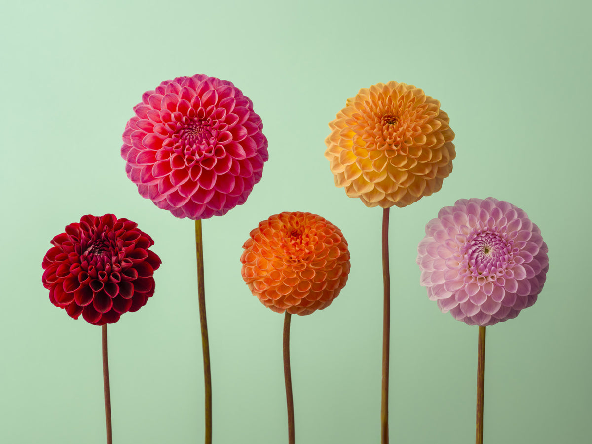 Vibrant Dahlias Wall Mural