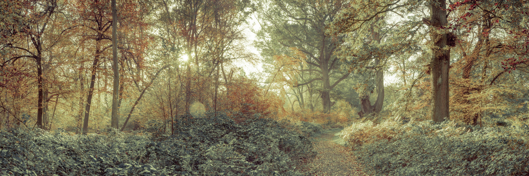 Forest Glow Wall Mural