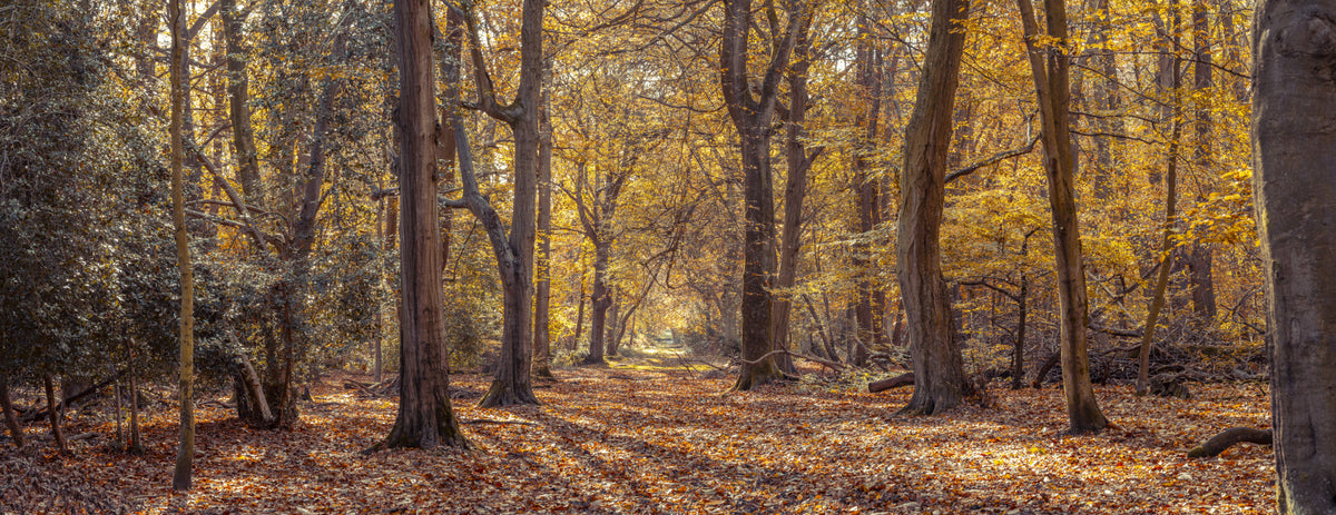 Golden Forest Scene Wall Mural
