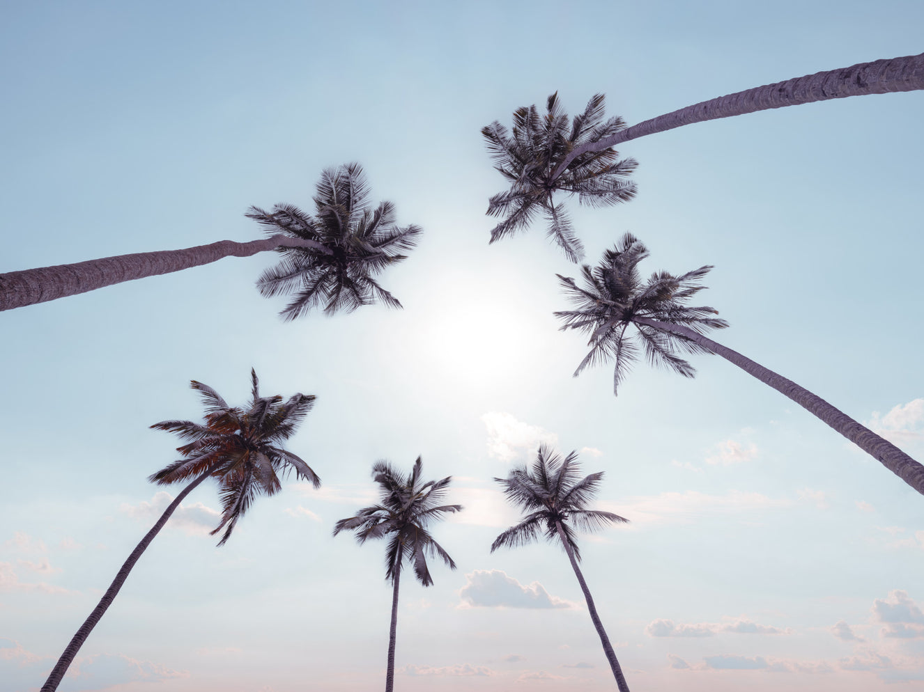 Tropical Palms Sky View Wall Mural