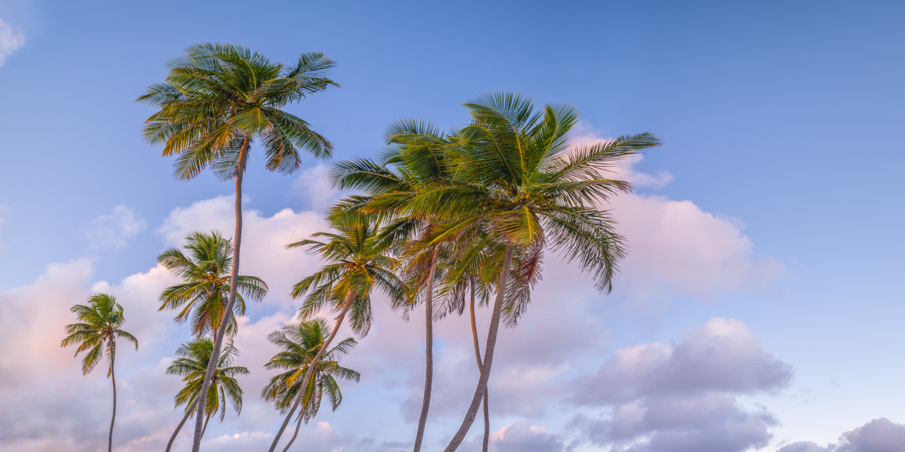 Tropical Palms Evening Wall Mural