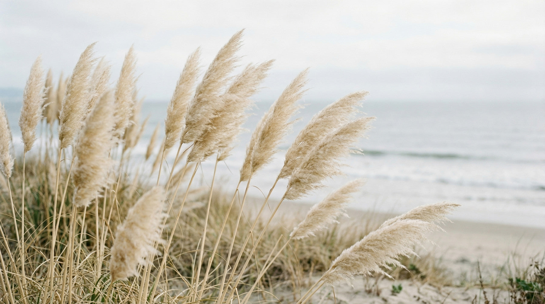 Pampas Whisper Wall Mural
