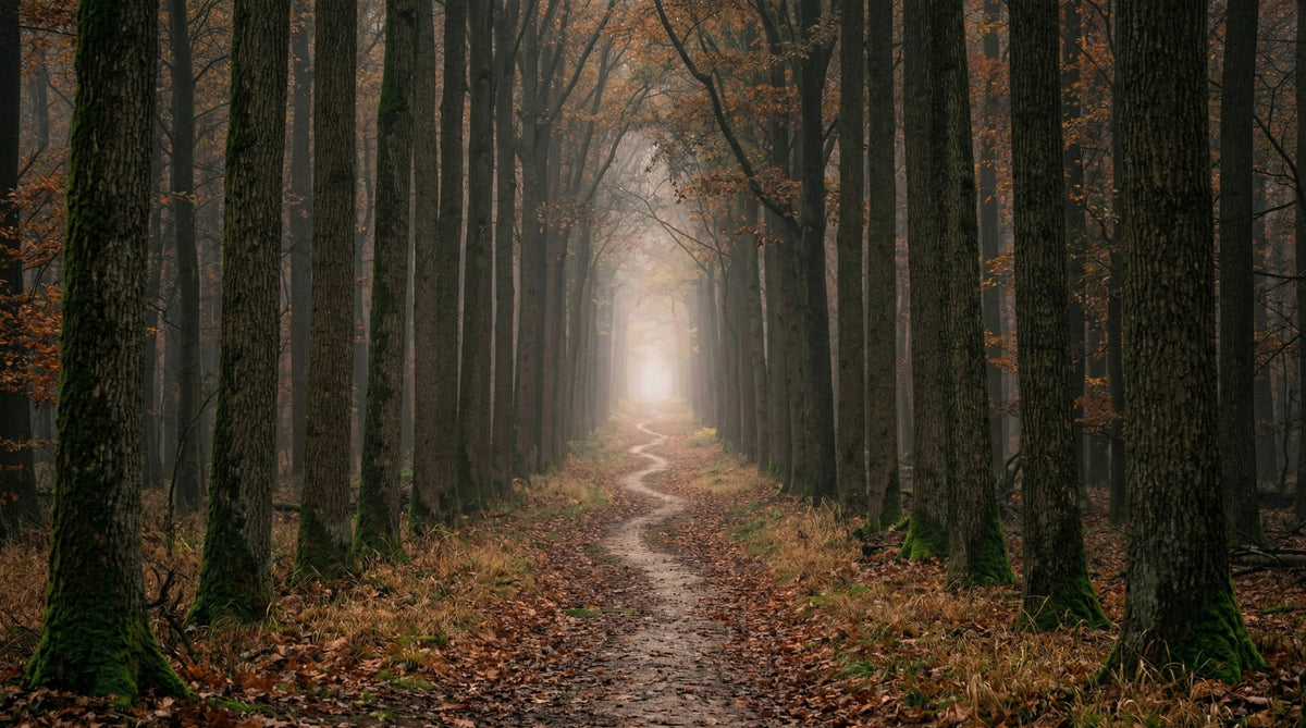 Winding Woodland Way Wall Mural
