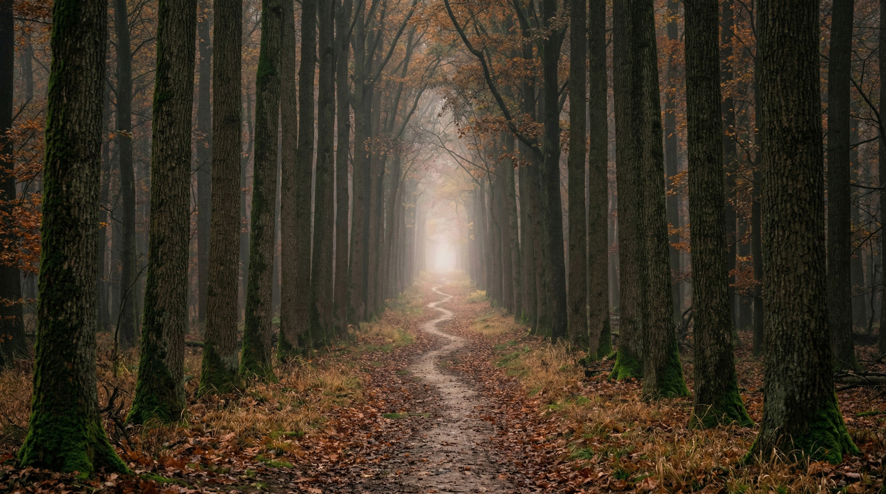Winding Woodland Way Wall Mural