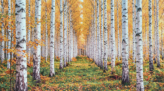 Golden Birch Forest Path Wall Mural