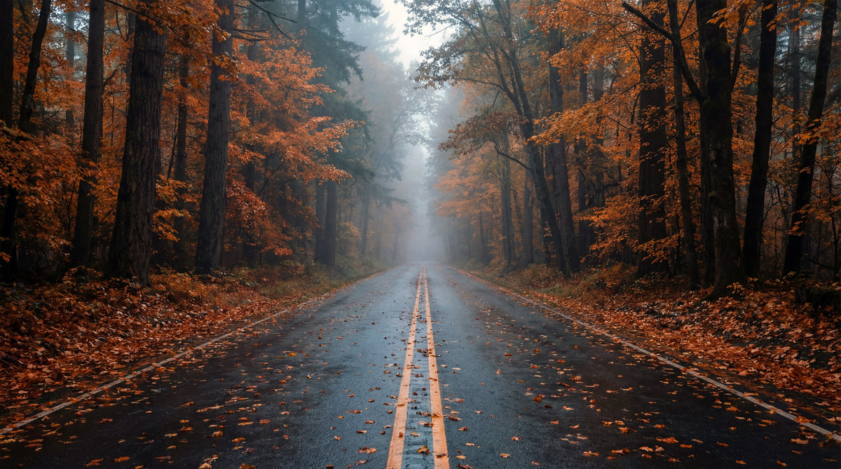 Misty Autumn Forest Road Wall Mural