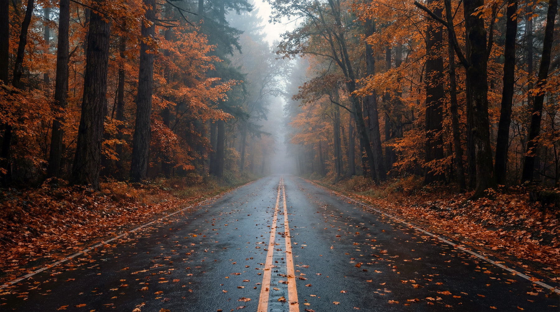 Misty Autumn Forest Road Wall Mural