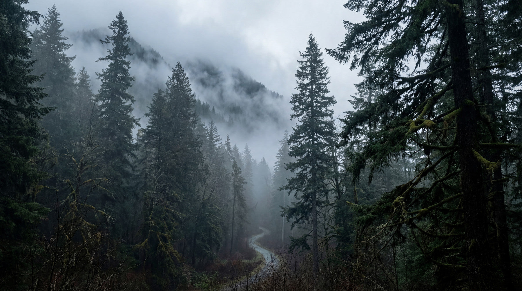 Misty Forest Path In Winter Wall Mural
