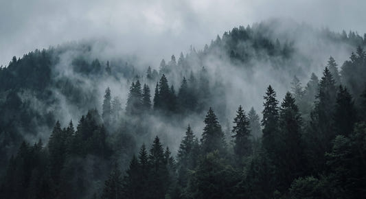 Misty Forest Ascent Wall Mural