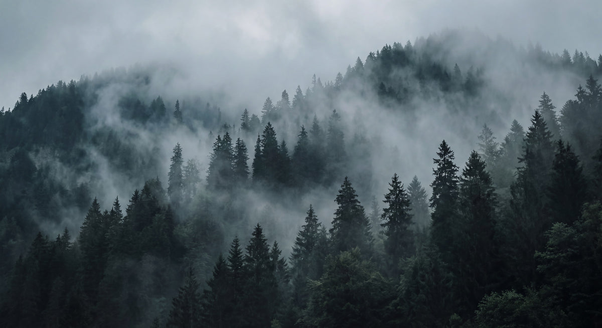 Misty Forest Ascent Wall Mural