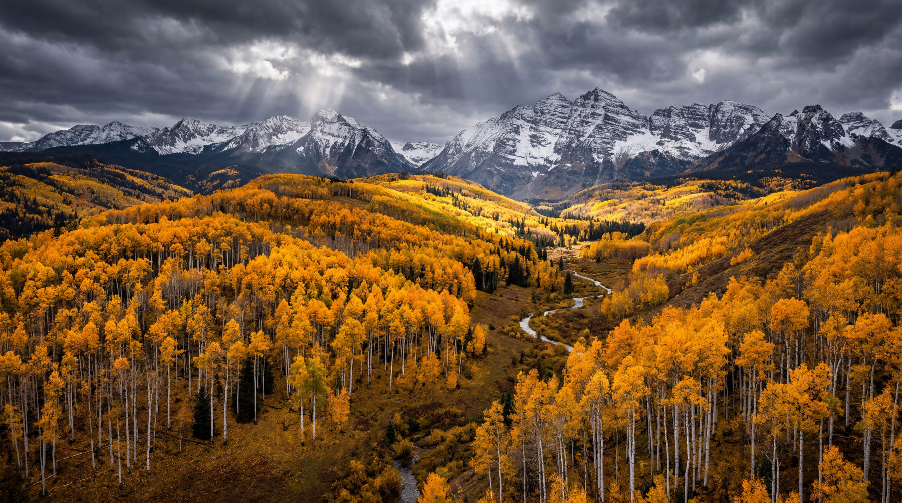 Sunlit Aspen Valley Wall Mural