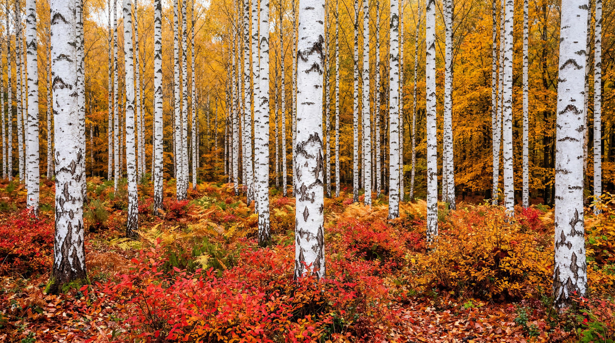 Vibrant Autumn Birches Wall Mural in your room — zoomed