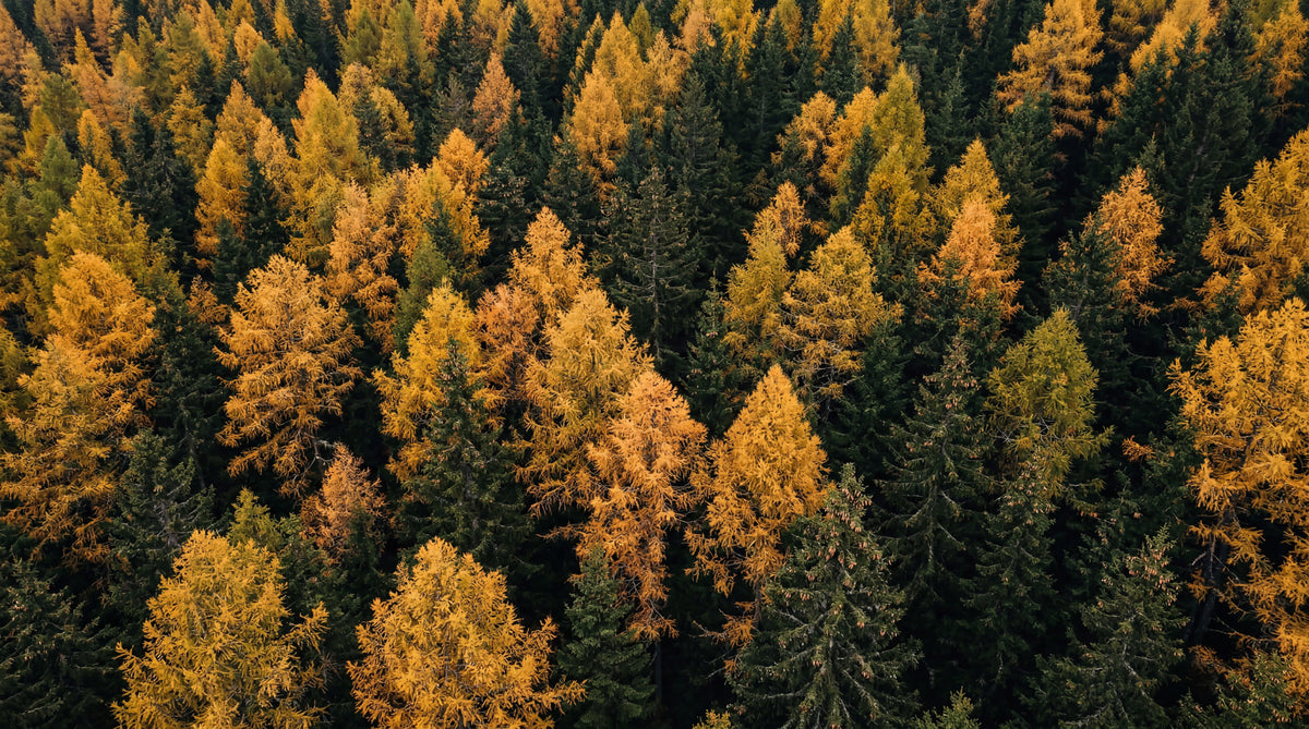 Autumnal Woods Symphony Wall Mural