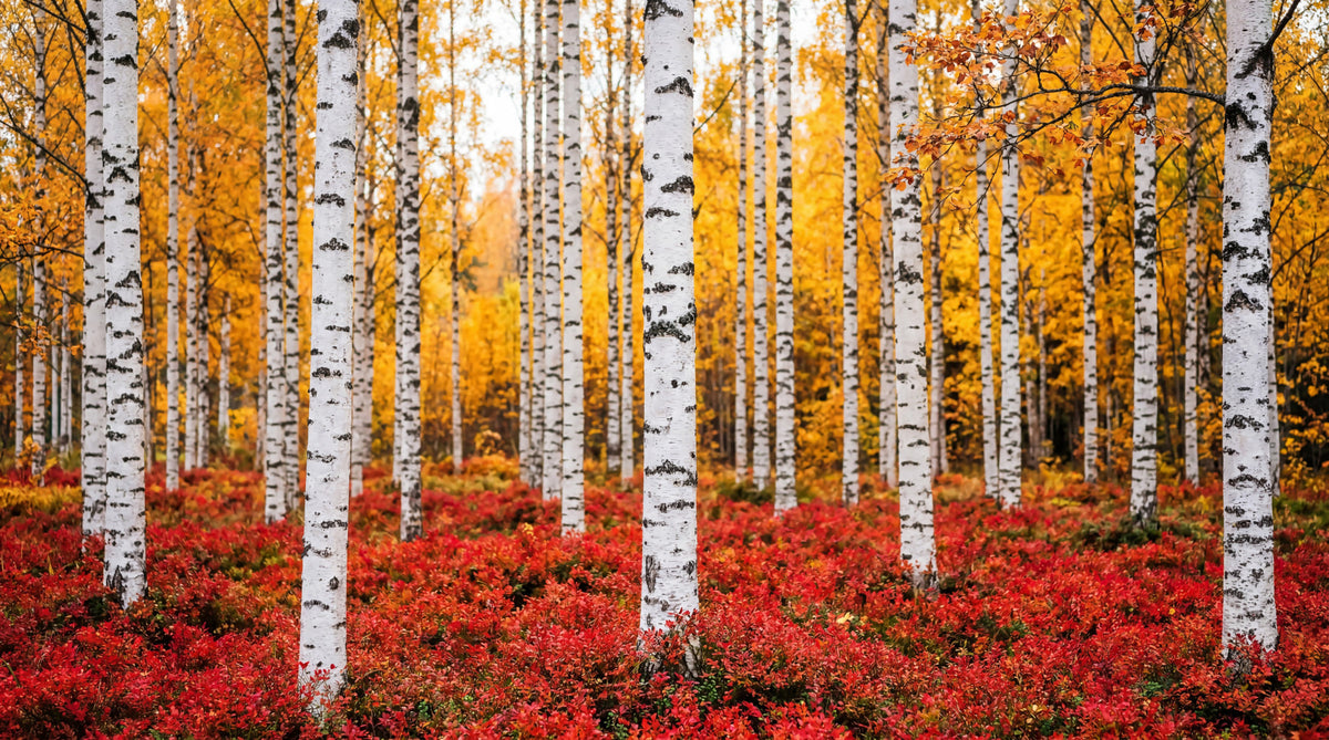 Golden Canopy, Red Carpet Wall Mural in your room — zoomed