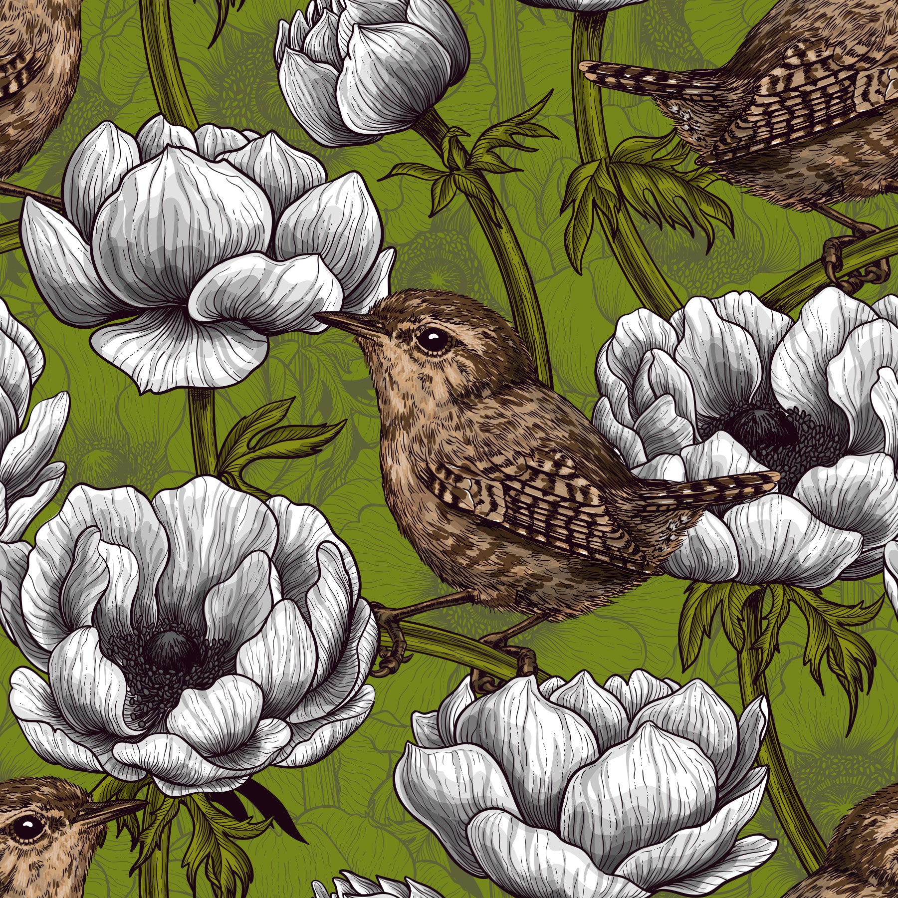 Wrens in the white anemone garden Wallpaper⁠