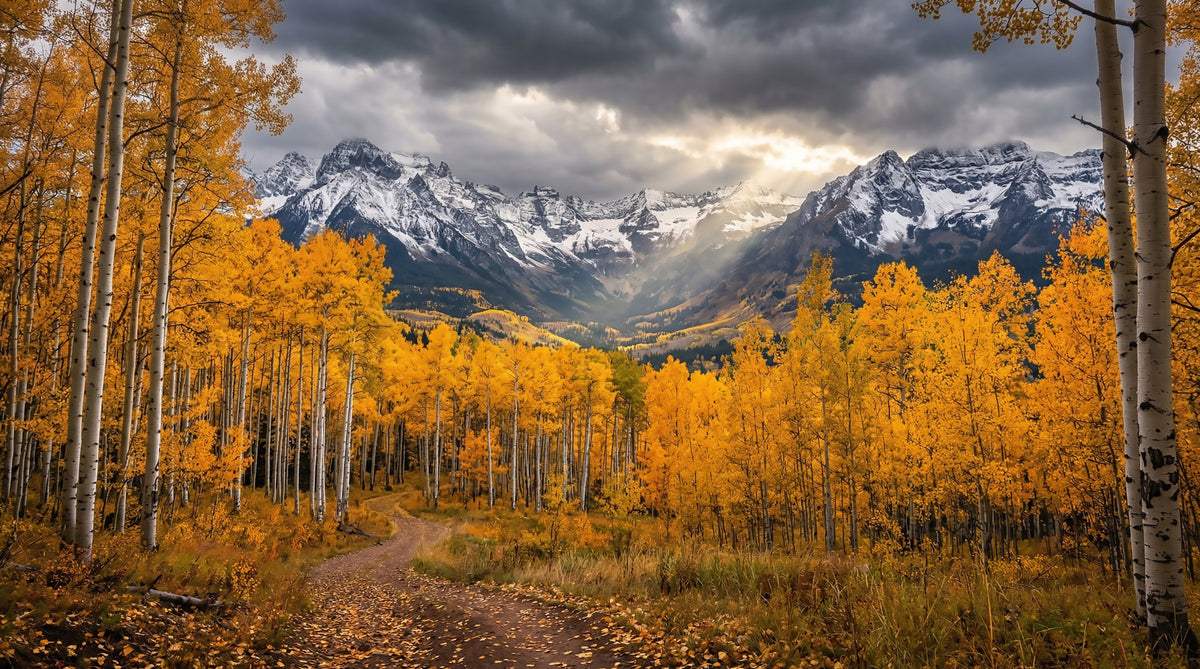 Golden Aspen Majesty Wall Mural in your room — zoomed