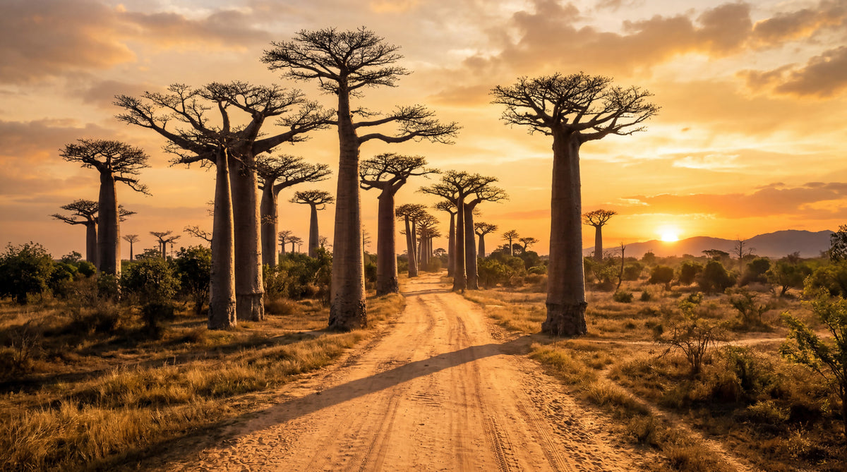 Golden Baobab Path Wall Mural in your room — zoomed