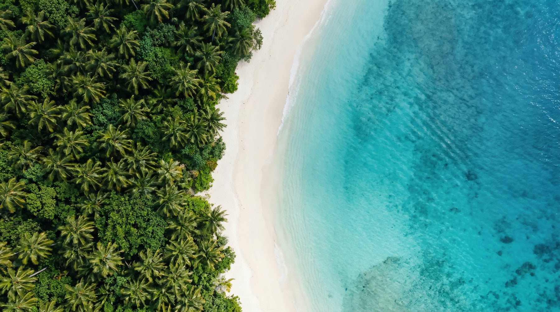 Tropical Shoreline  Wall Mural
