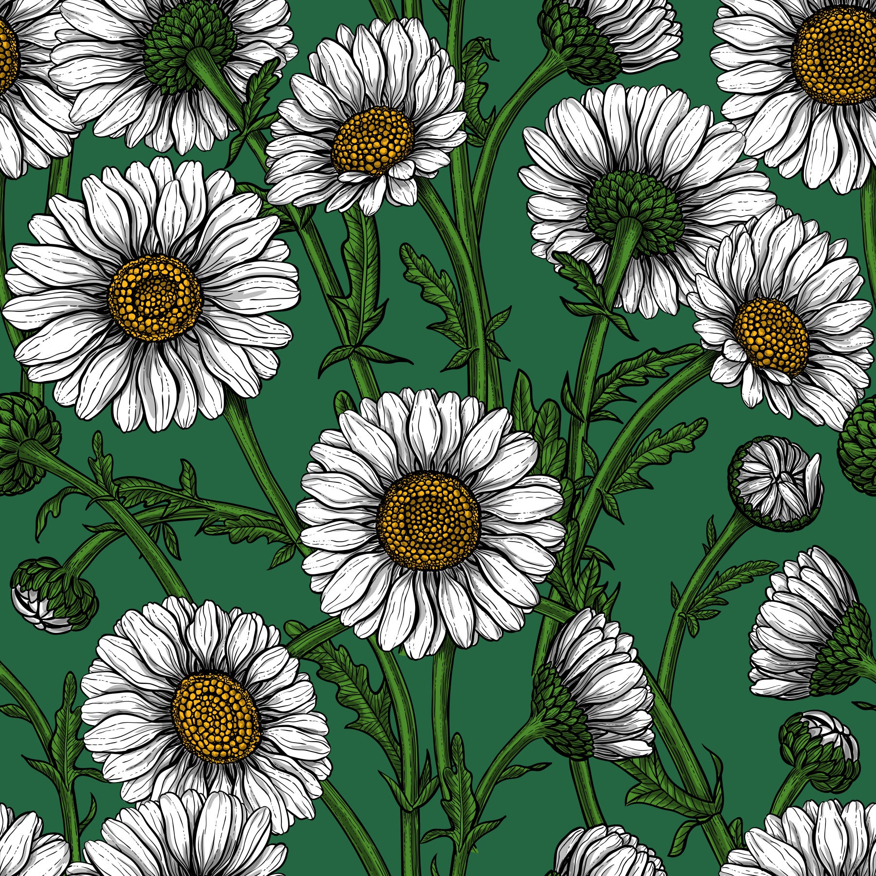 Daisies on emerald green Wallpaper⁠