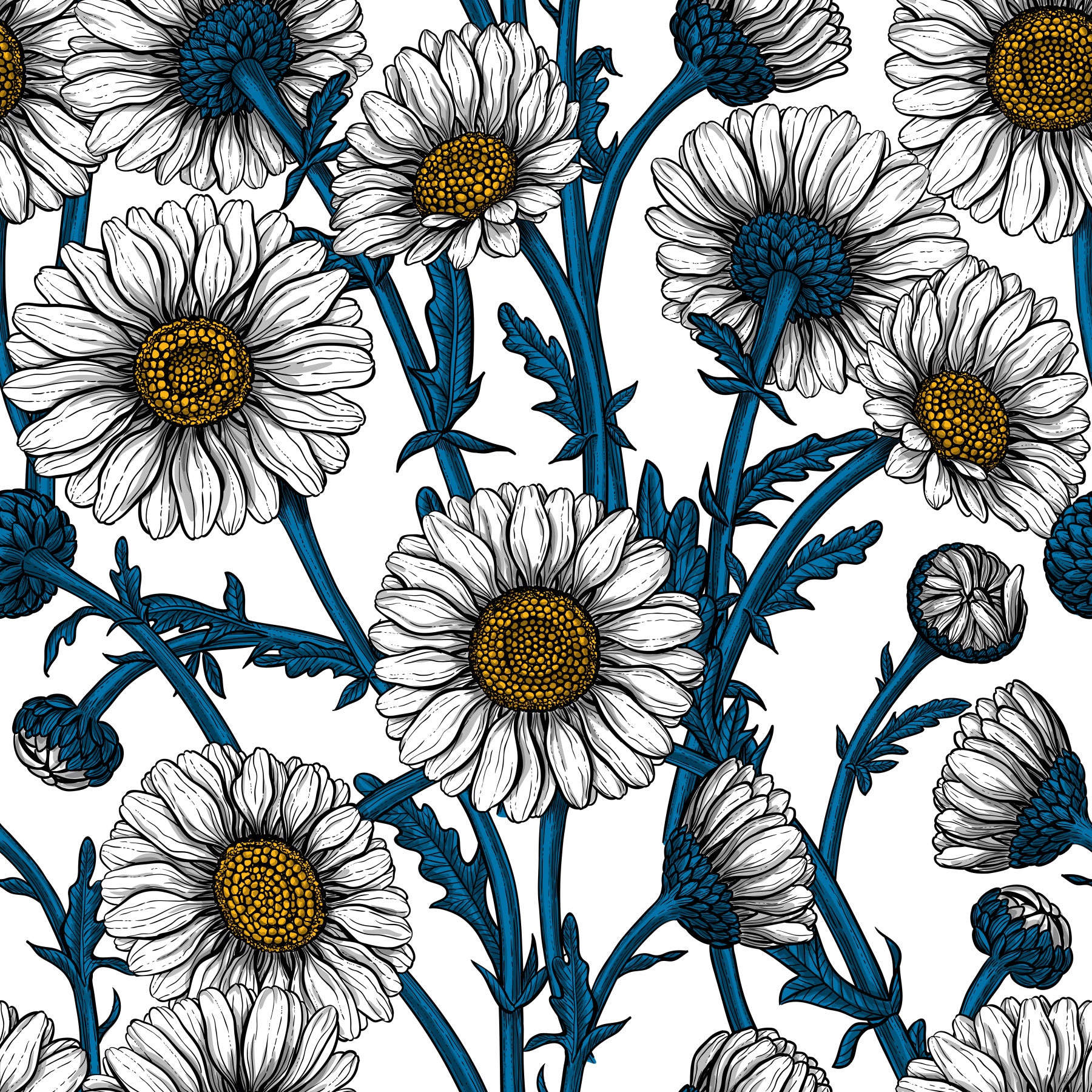 Daisies on white Wallpaper⁠