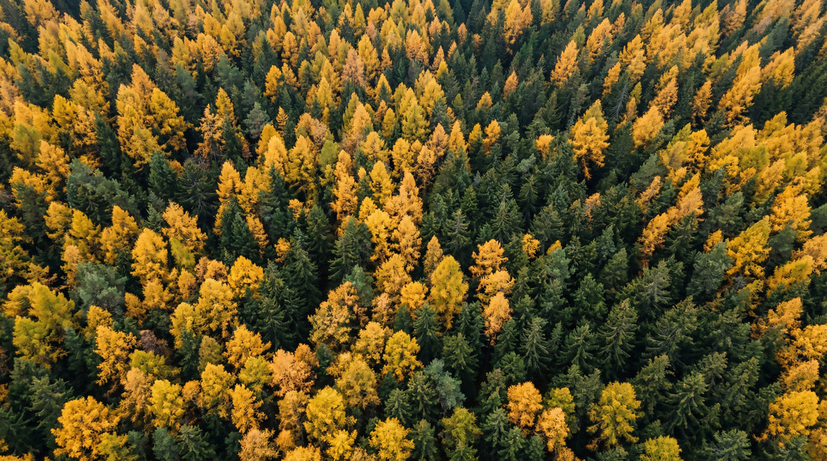 Emerald and Gold Forest Canopy Wall Mural