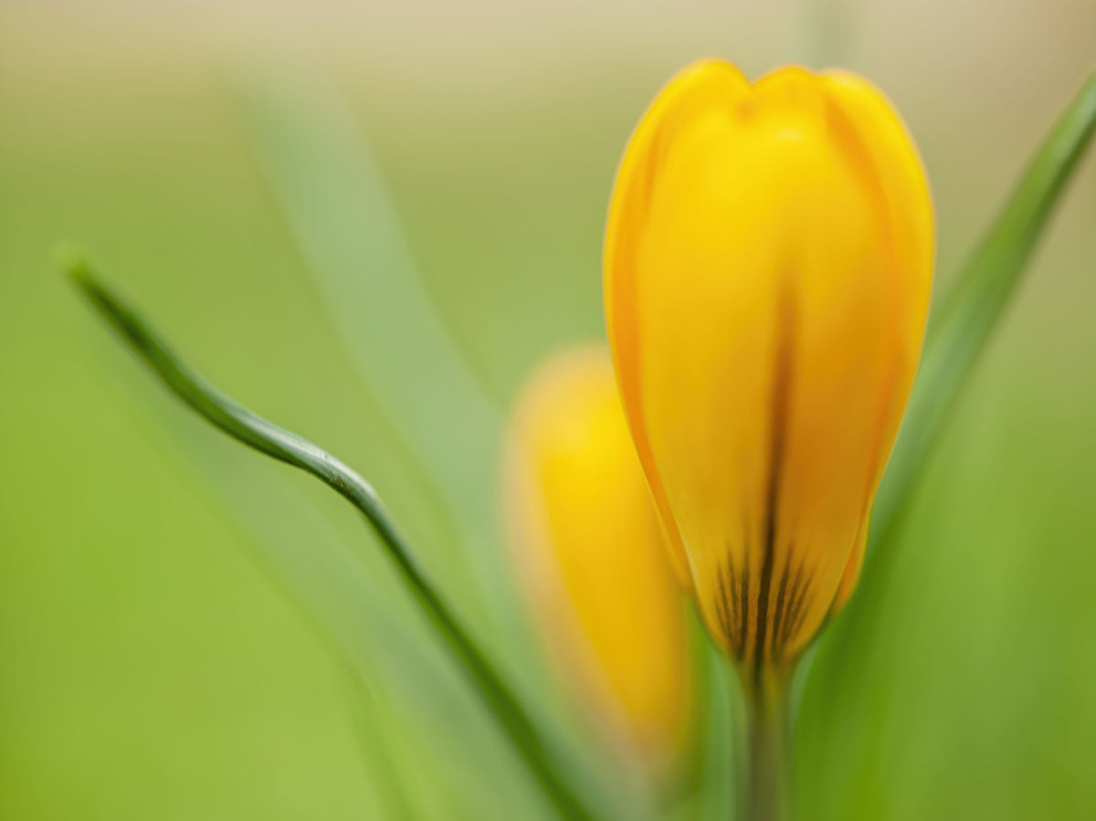 Golden Crocus Serenity Wall Mural in your room — zoomed