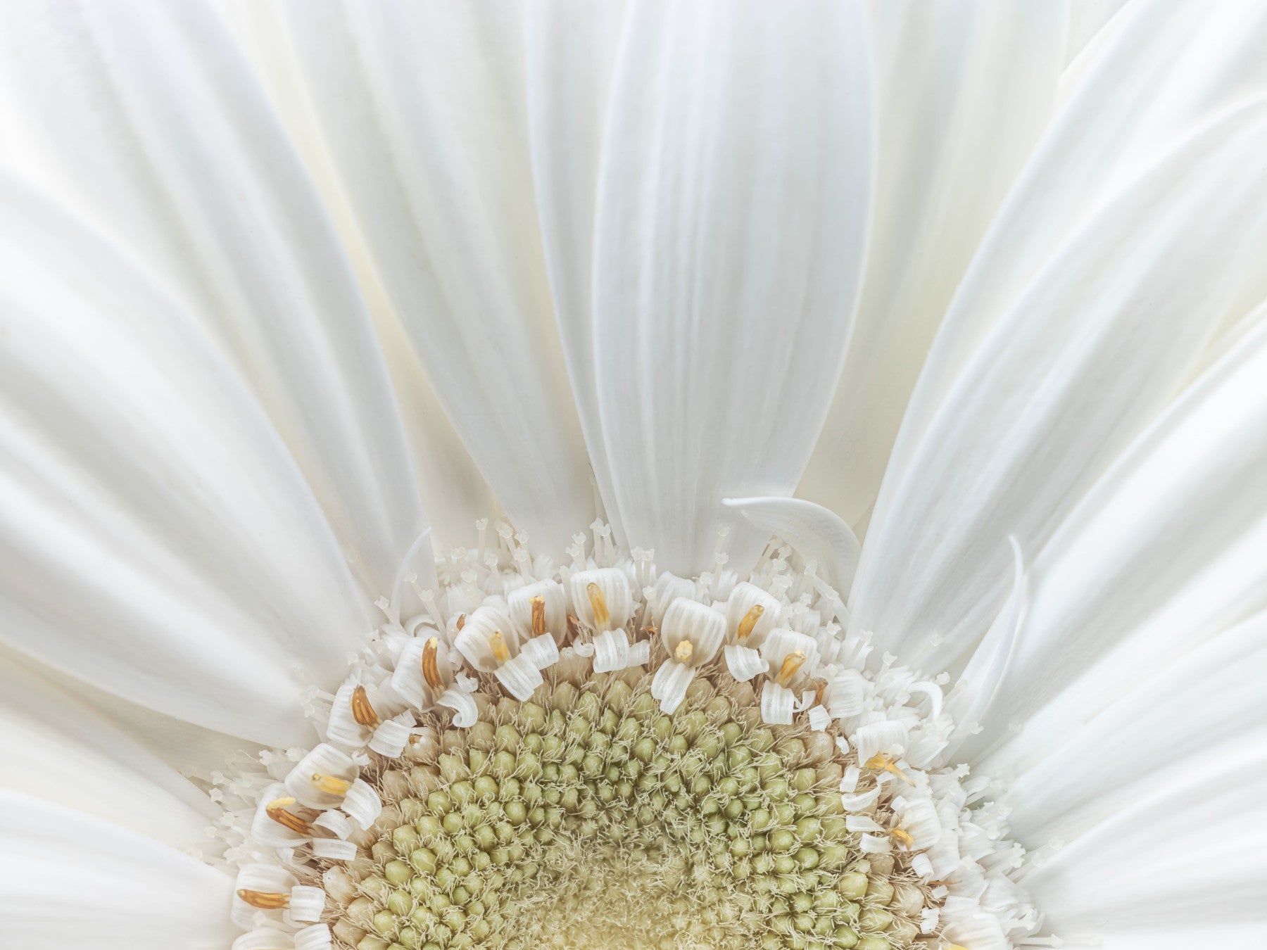 White Petal Radiance Wall Mural
