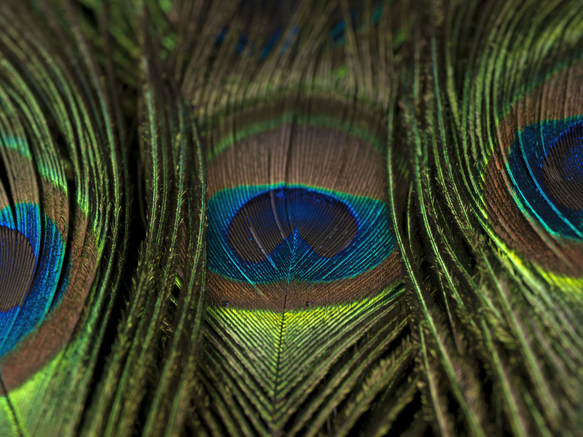 Peacock's Iridescent Plumes Wall Mural