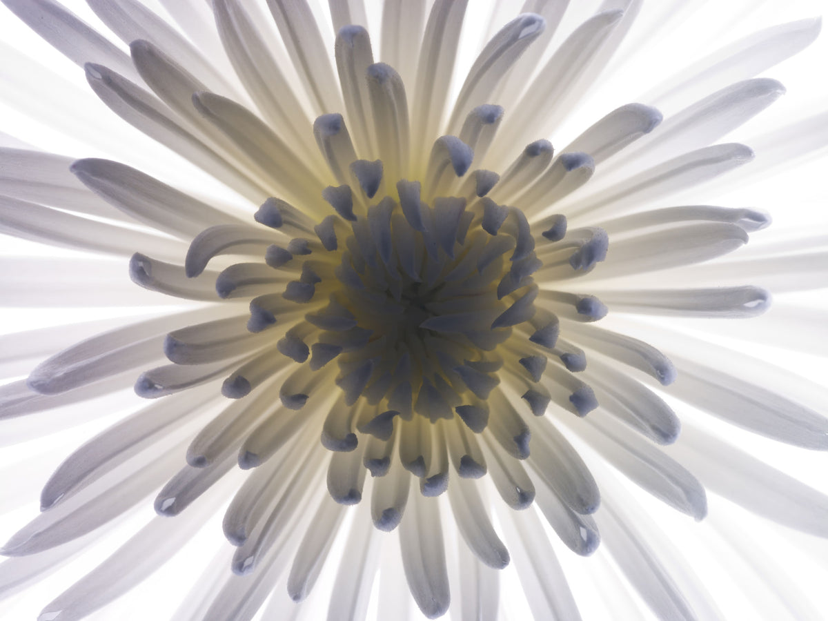 Luminous Petals Wall Mural in your room — zoomed