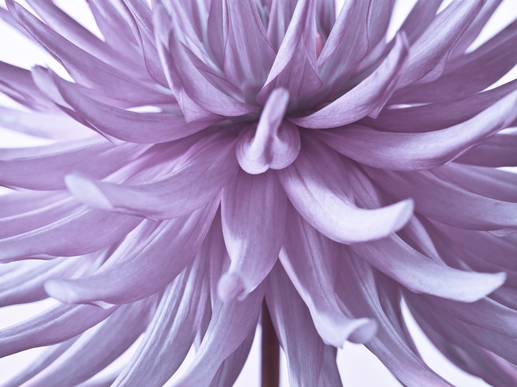 Luminous Lilac Bloom Wall Mural