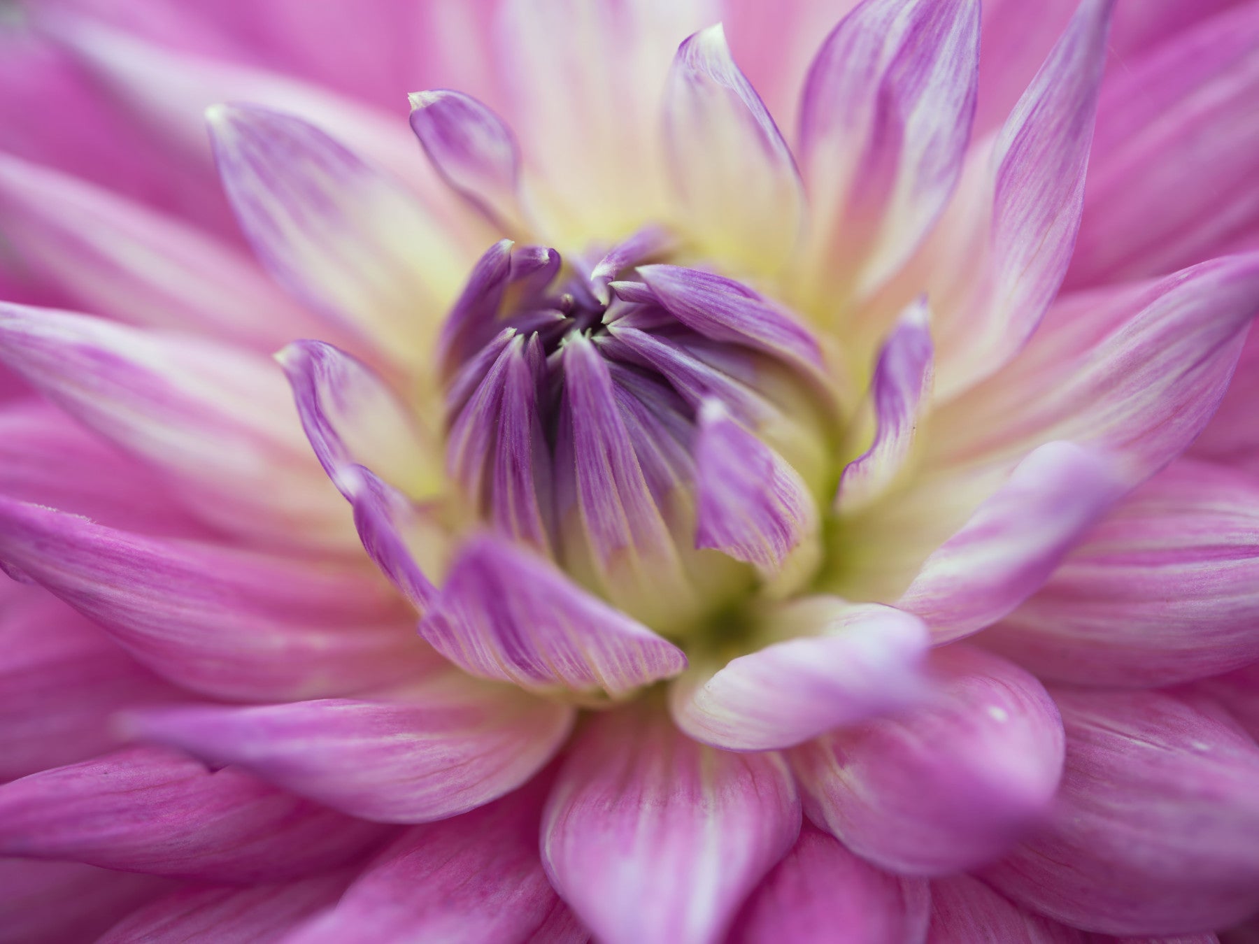 Vibrant Dahlia Blossom Wall Mural