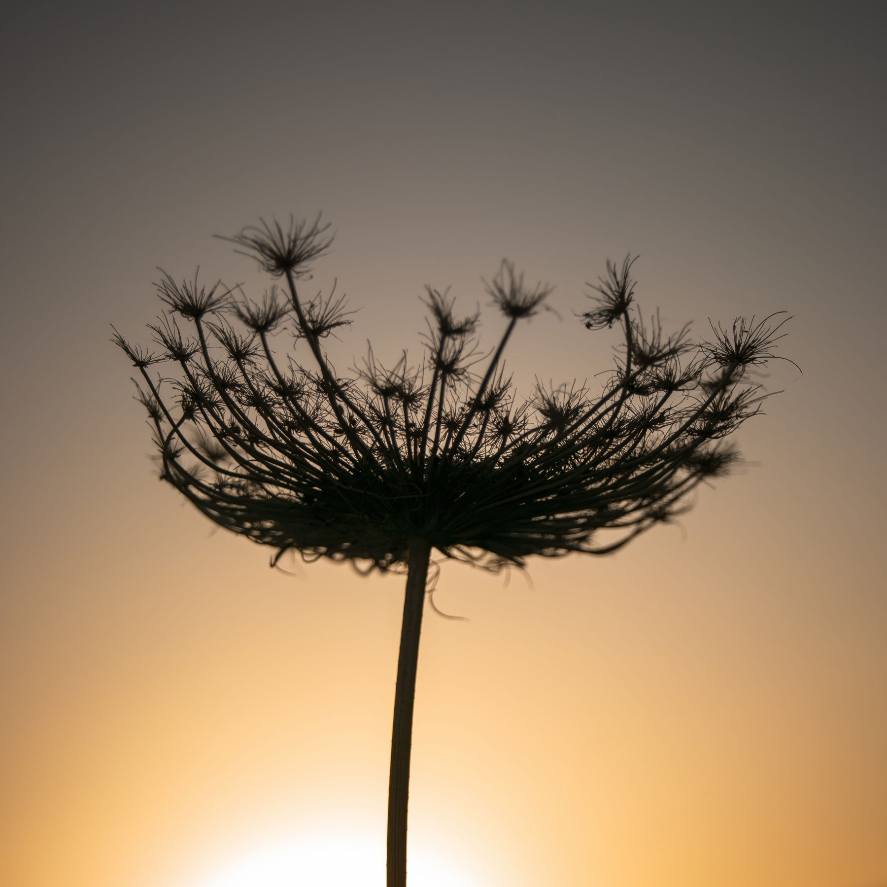 Golden Hour Seed Head Silhouette Wall Mural