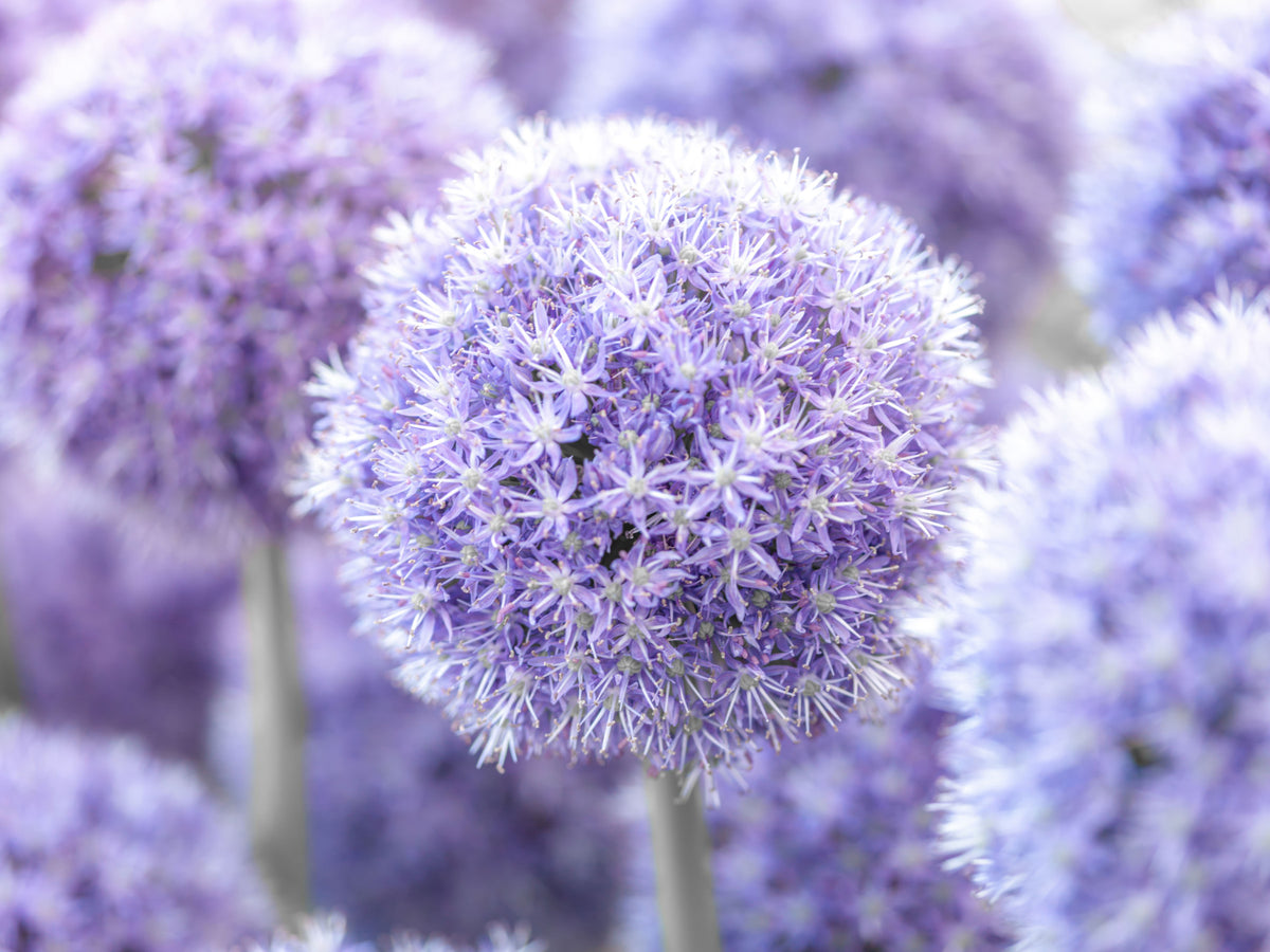 Purple Floral Orb Wall Mural in your room — zoomed