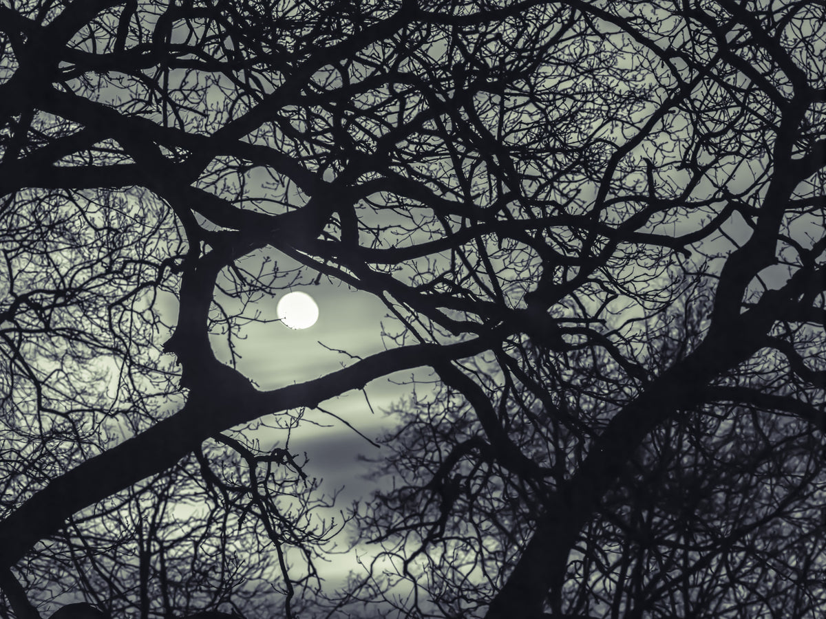 Lunar Silhouette: Midnight Branches Wall Mural in your room — zoomed