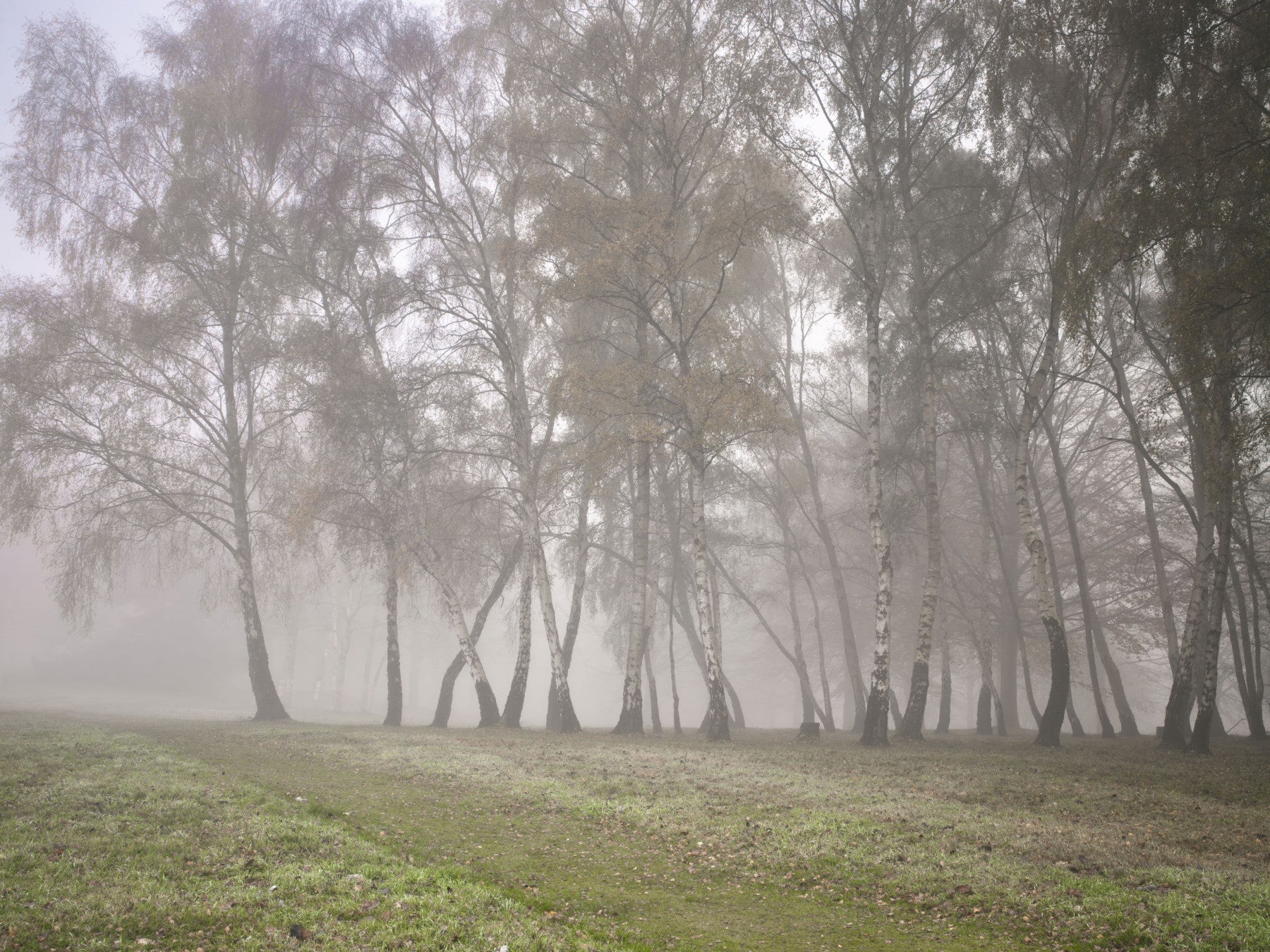 Misty Birch Grove Wall Mural
