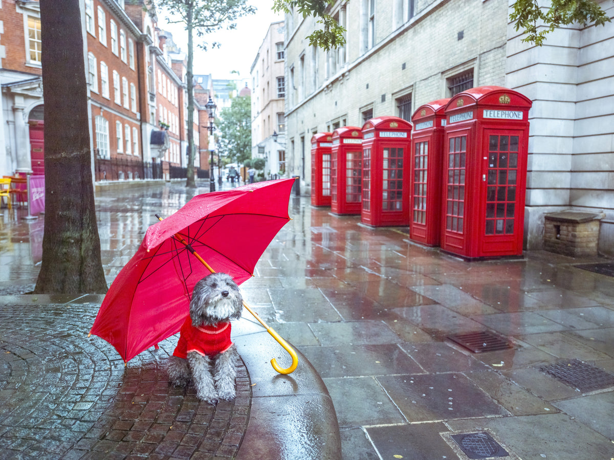 London Calling: A Puddle Pal's Tale Wall Mural
