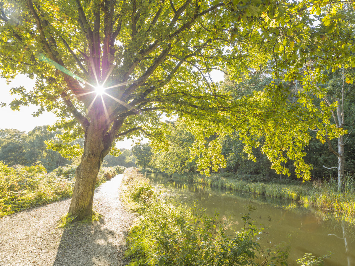 Sunlit Woodland Canal Wall Mural in your room — zoomed